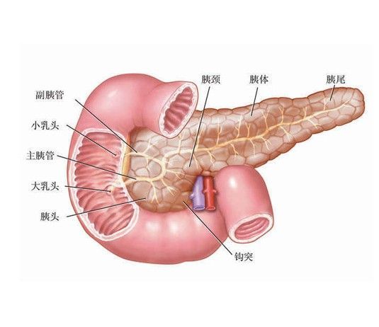 關於胰腺