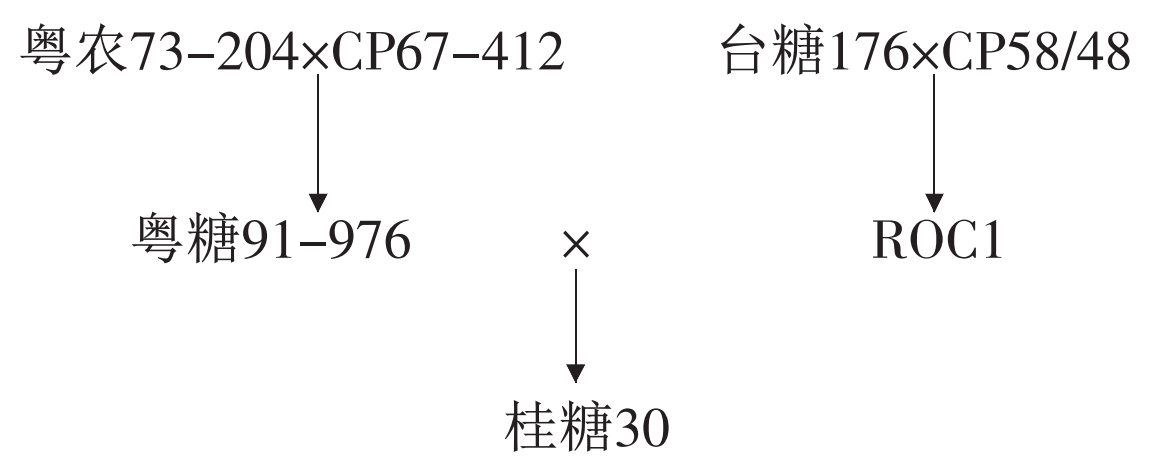 桂糖30