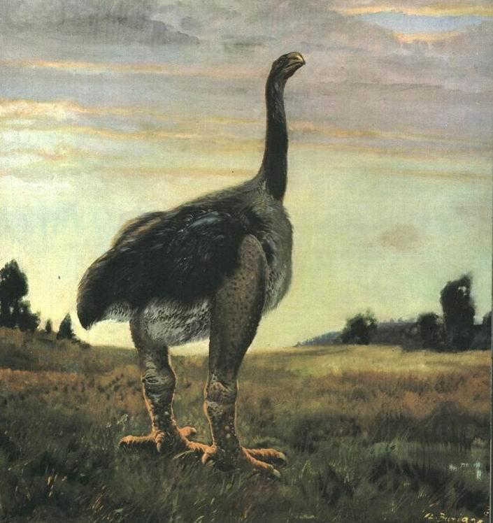 MOA