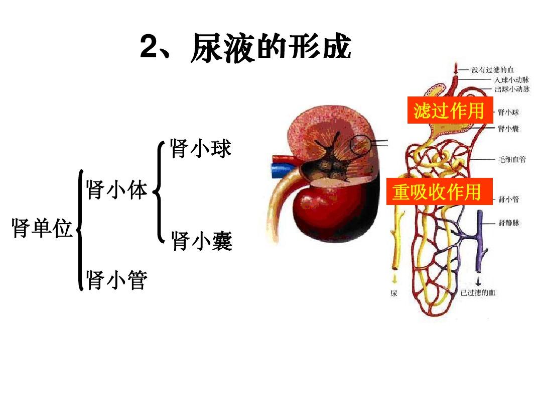 重吸收