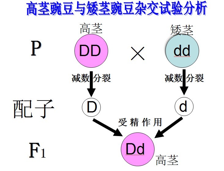 孟德爾第一定律