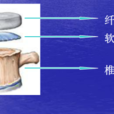 椎體終板