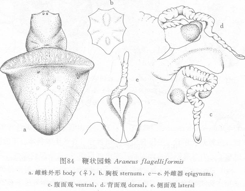 鞭狀園蛛