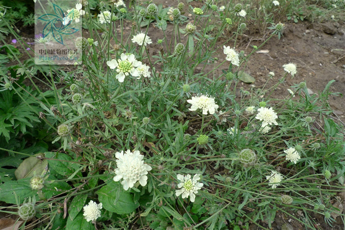 黃盆花組