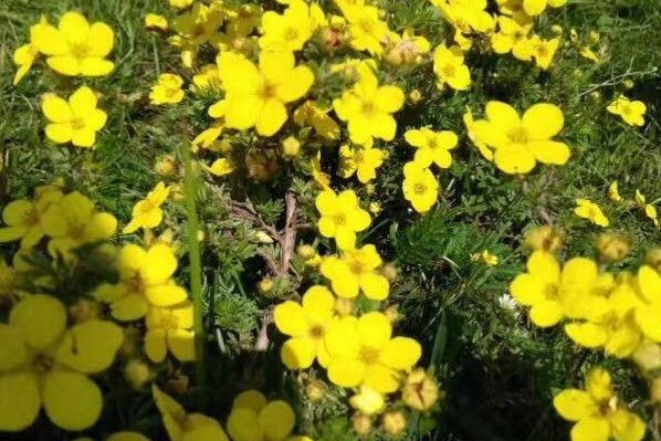 黃花石花（變種）