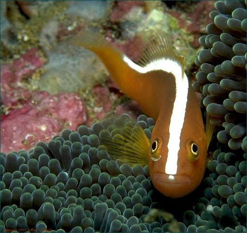 頸環雙鋸魚