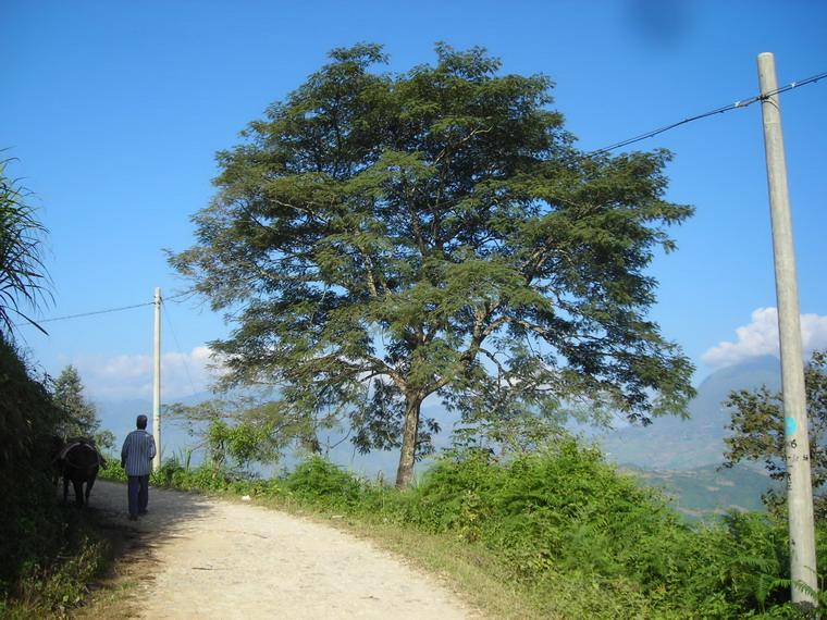 進村道路