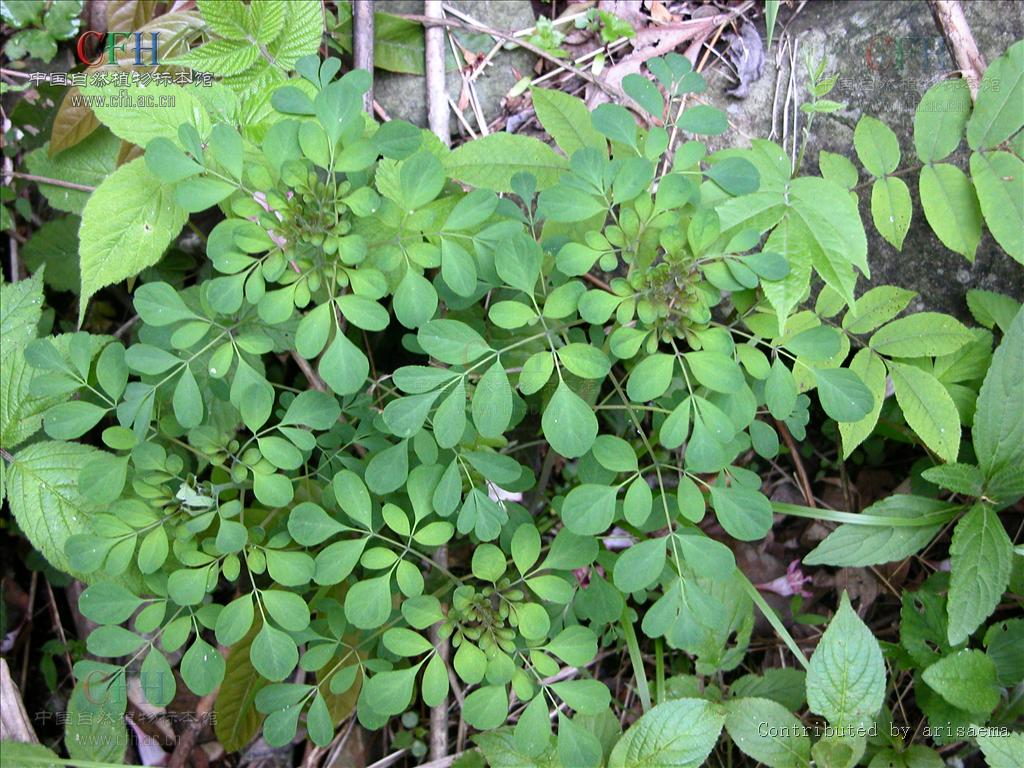 石椒草屬