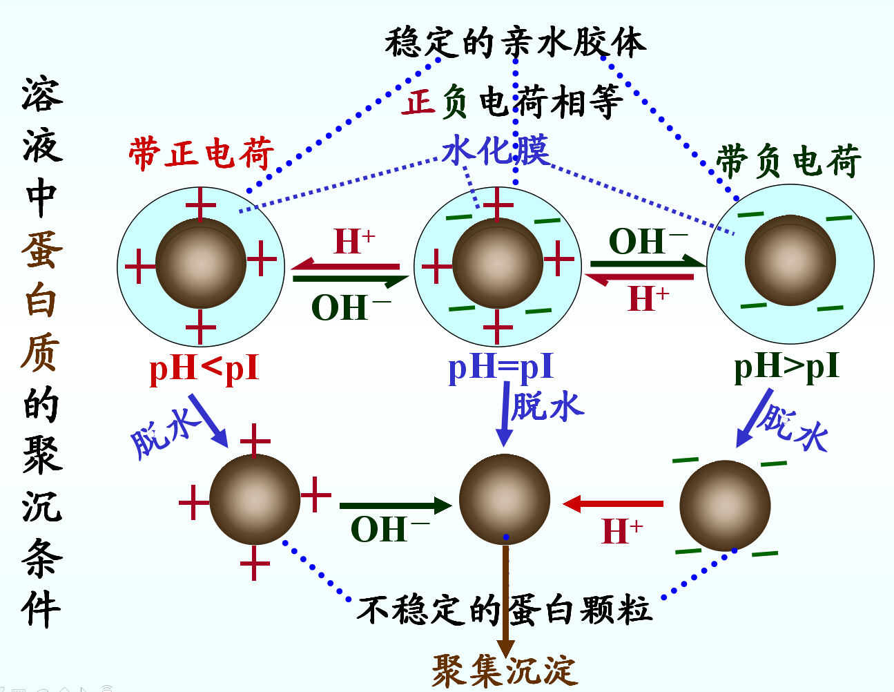 蛋白質膠體