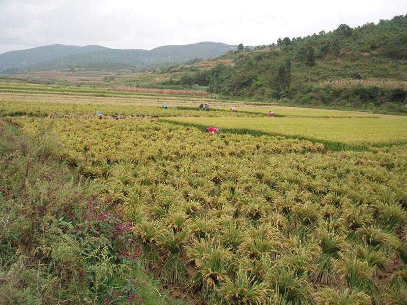 楊老哨村的耕地