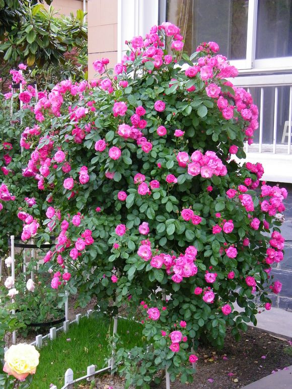 花園(薔薇屬月季栽培品種)