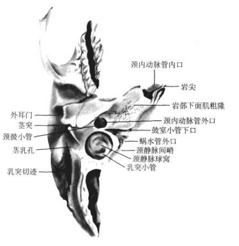 顳骨岩部下面