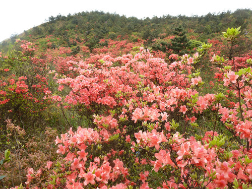 白溪草場