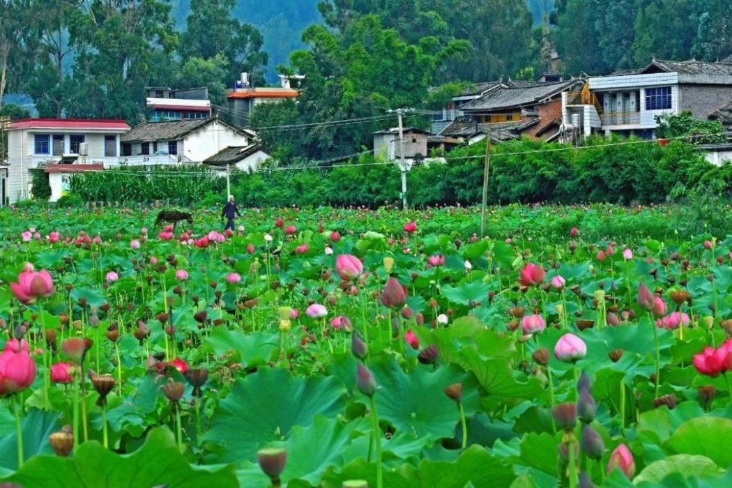 白甸村(雲南省昆明安寧市連然鎮下轄村)