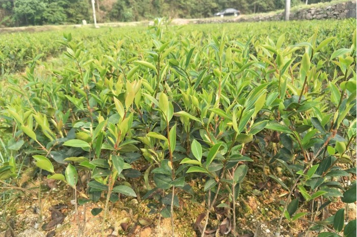 江西高產油茶種苗基地