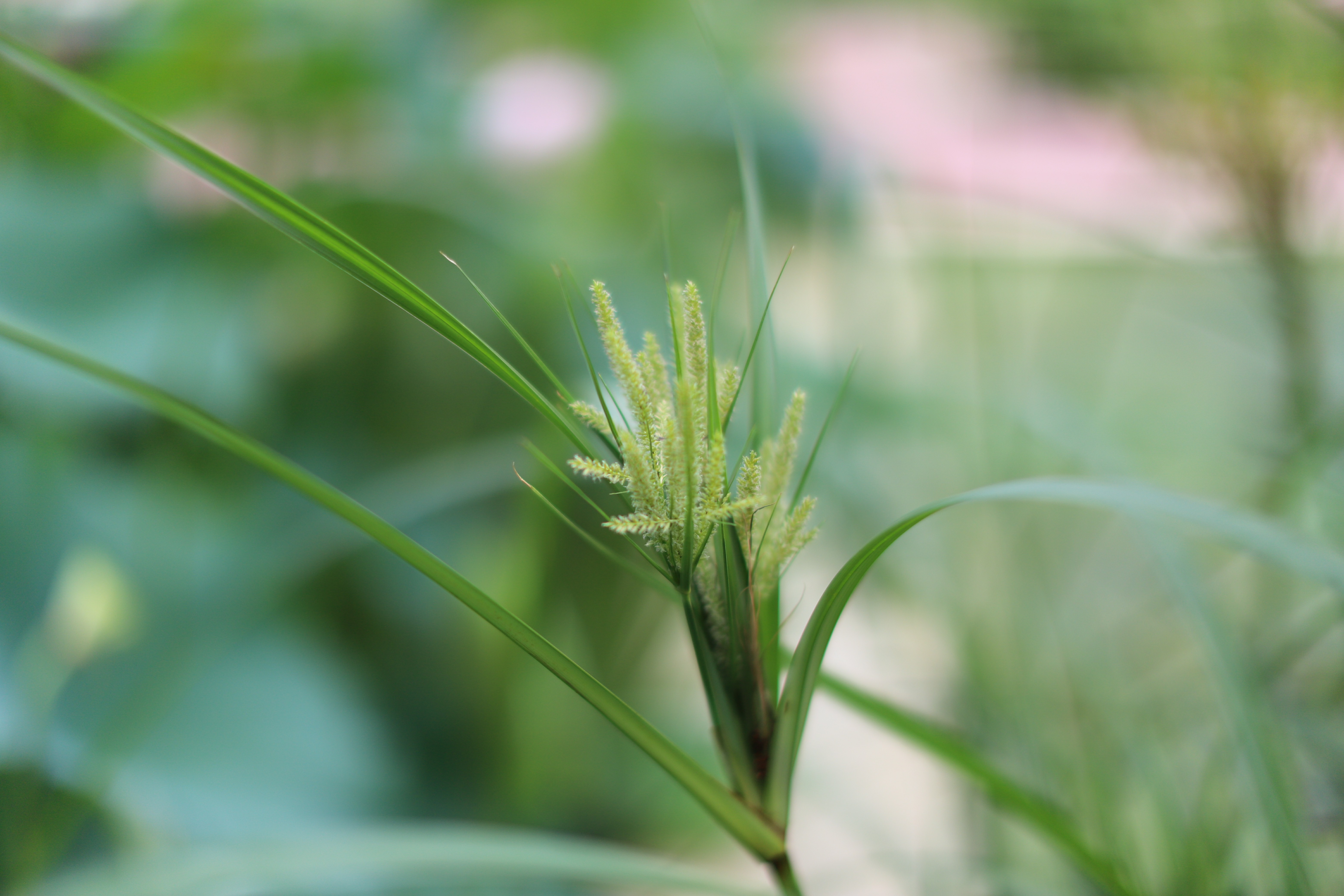 香附子(金門莎草（變種）)