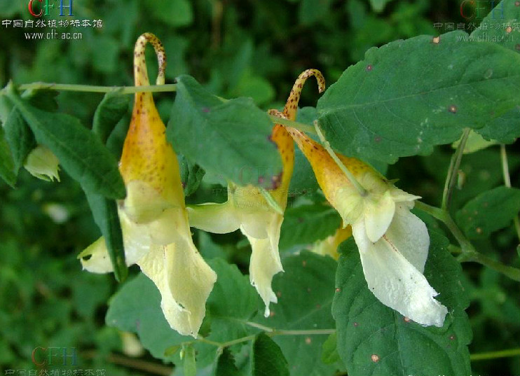 長翼鳳仙花