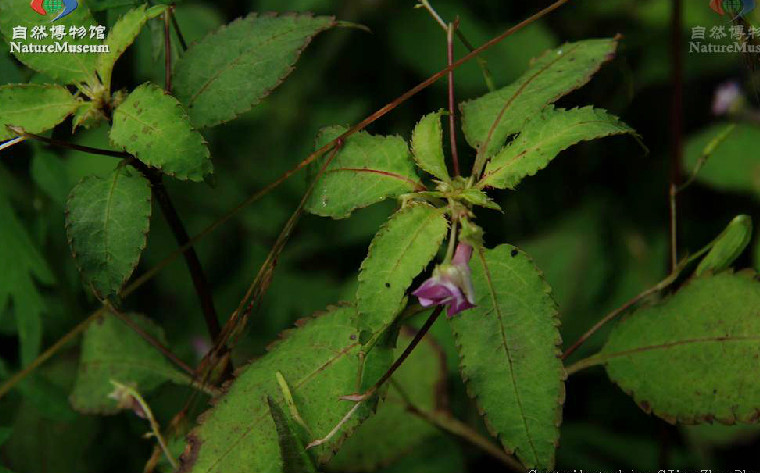 念珠鳳仙花