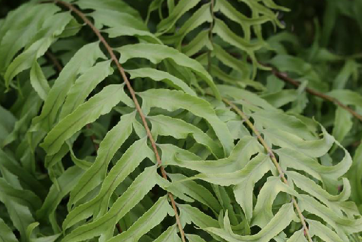 毛葉腎蕨(蕨類植物門蕨綱真蕨目腎蕨科腎蕨屬植物)