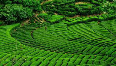 江塝茶園