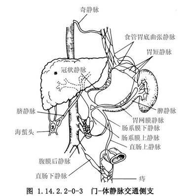 腸系膜上靜脈外科乾