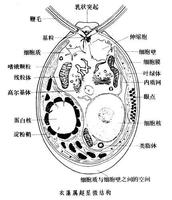 衣藻