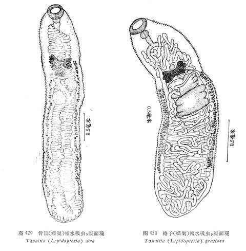 骨頂頓水吸蟲