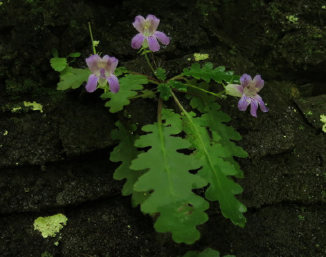 深裂葉報春苣苔