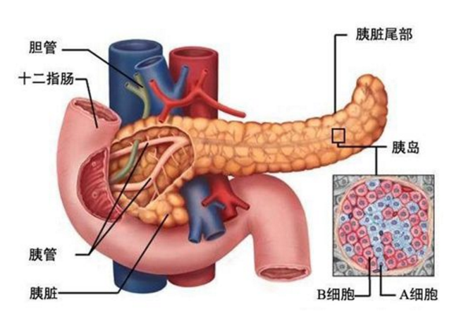 胰島功能