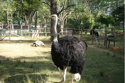 馬達加斯加津巴扎扎動植物園