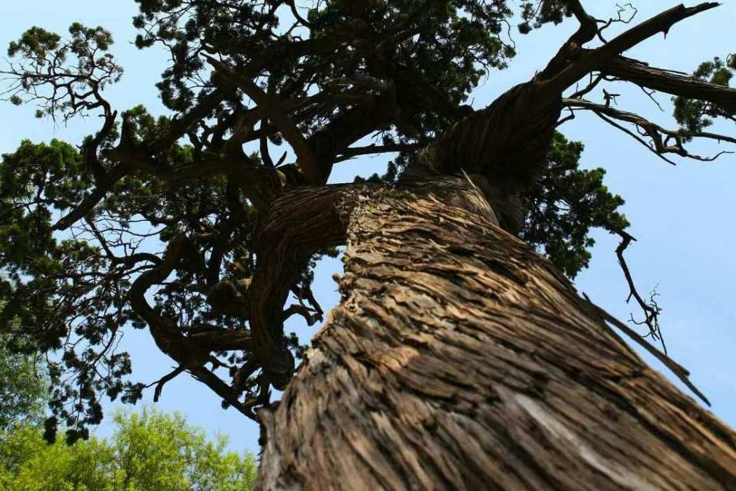 柏樹旌德縣白地鎮古2號