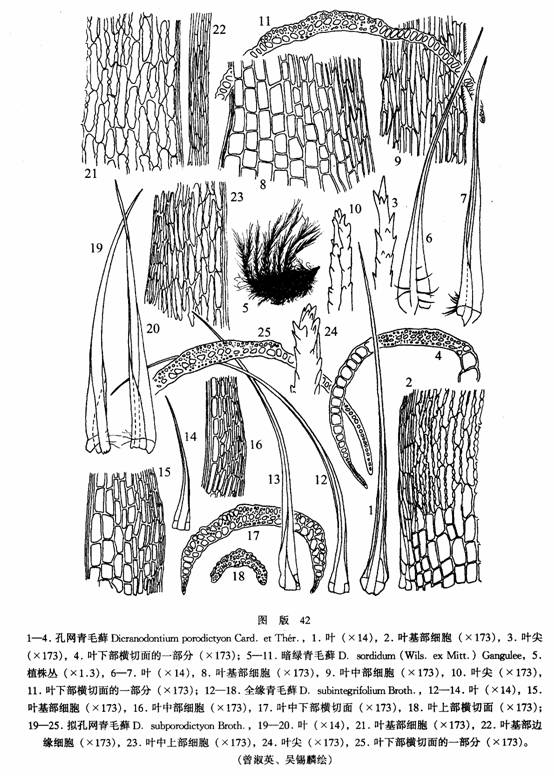 孔網青毛蘚