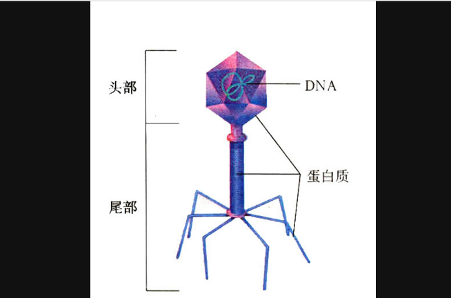 噬菌體