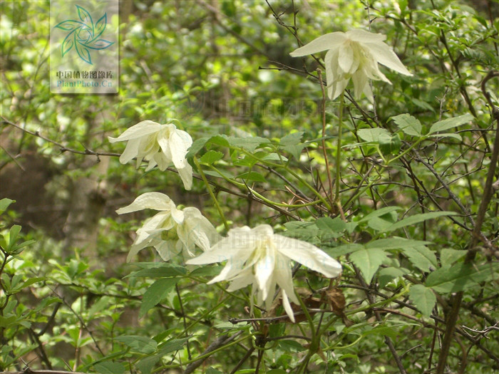 白花長瓣鐵線蓮（變種）