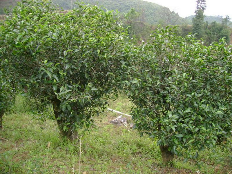 茶園自然村(雲南省臨翔區邦東鄉下轄村)