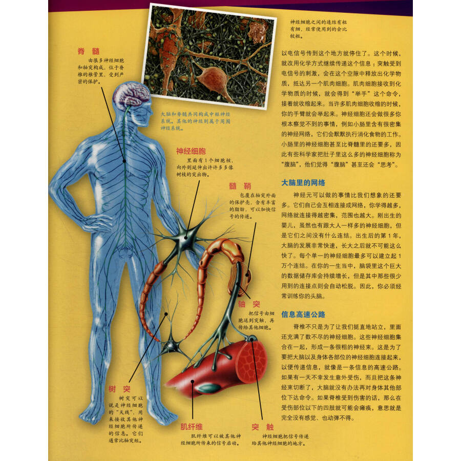 趣味百科知識·人體知識