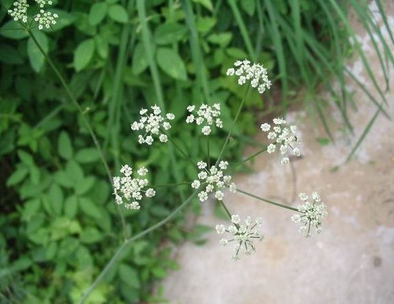 防風花