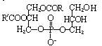 磷脂醯甘油