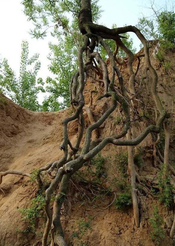 卞國故城遺址