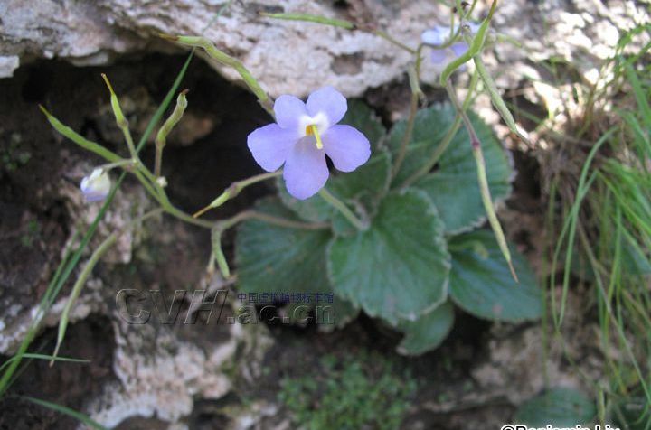 裂檐苣苔屬