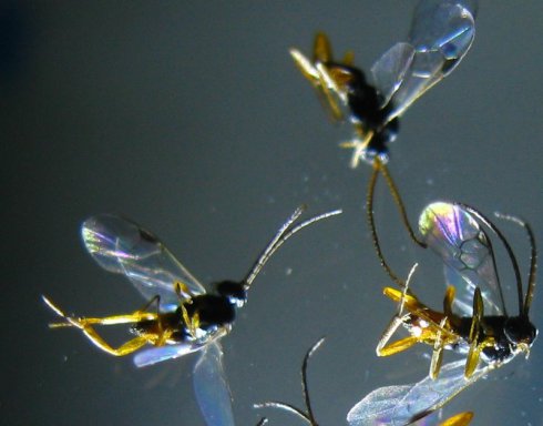 日本單爪螯蜂