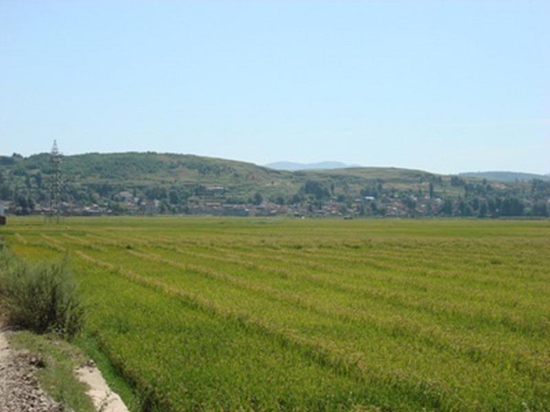 上麥場村水田