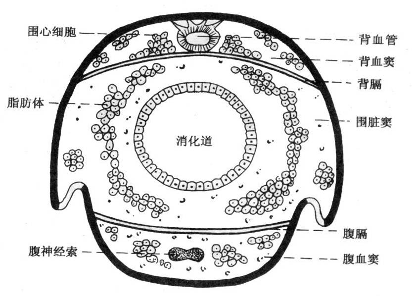 混合體腔