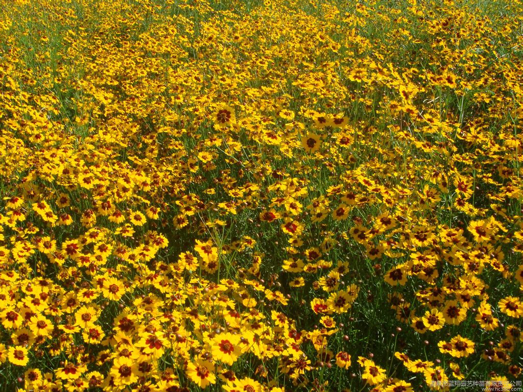 靈岩御菊