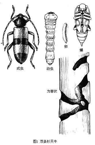 針葉樹天牛