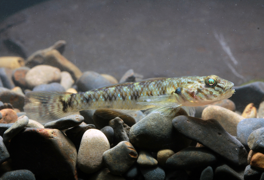 子陵吻鰕虎魚