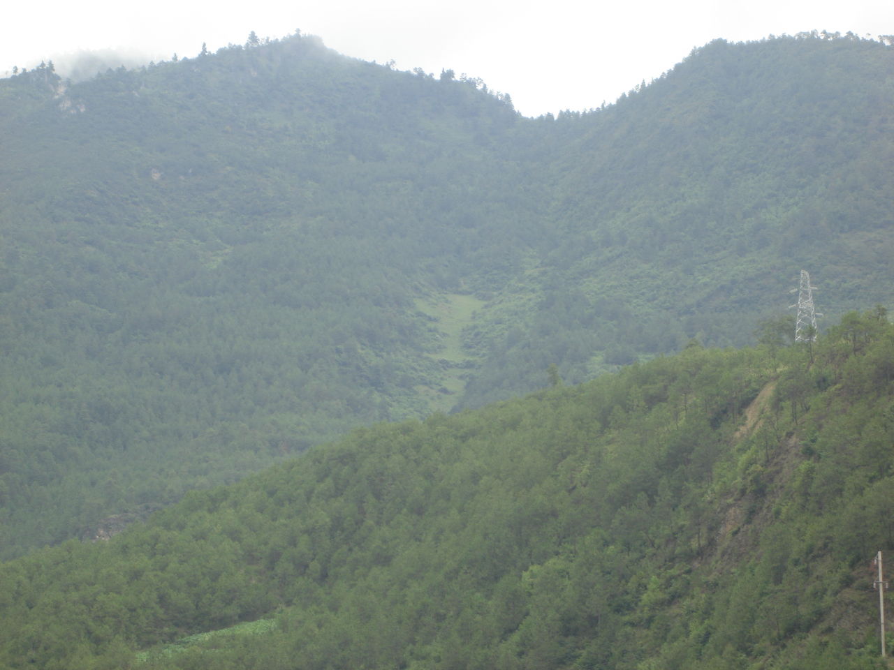 溫水廟東村生態林