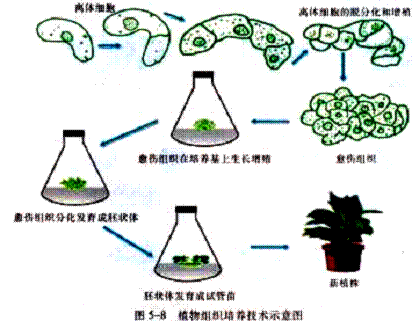 植物組培技術