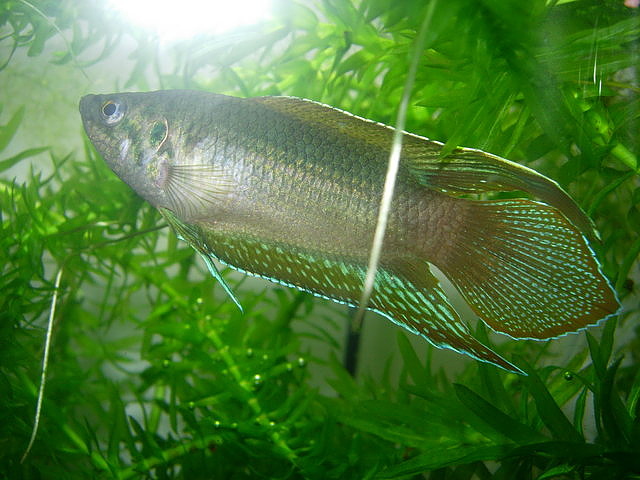 圓尾鬥魚(鍋巴魚)