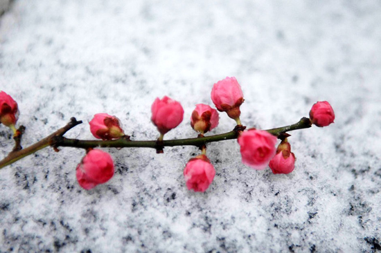 天教雪月伴玲瓏